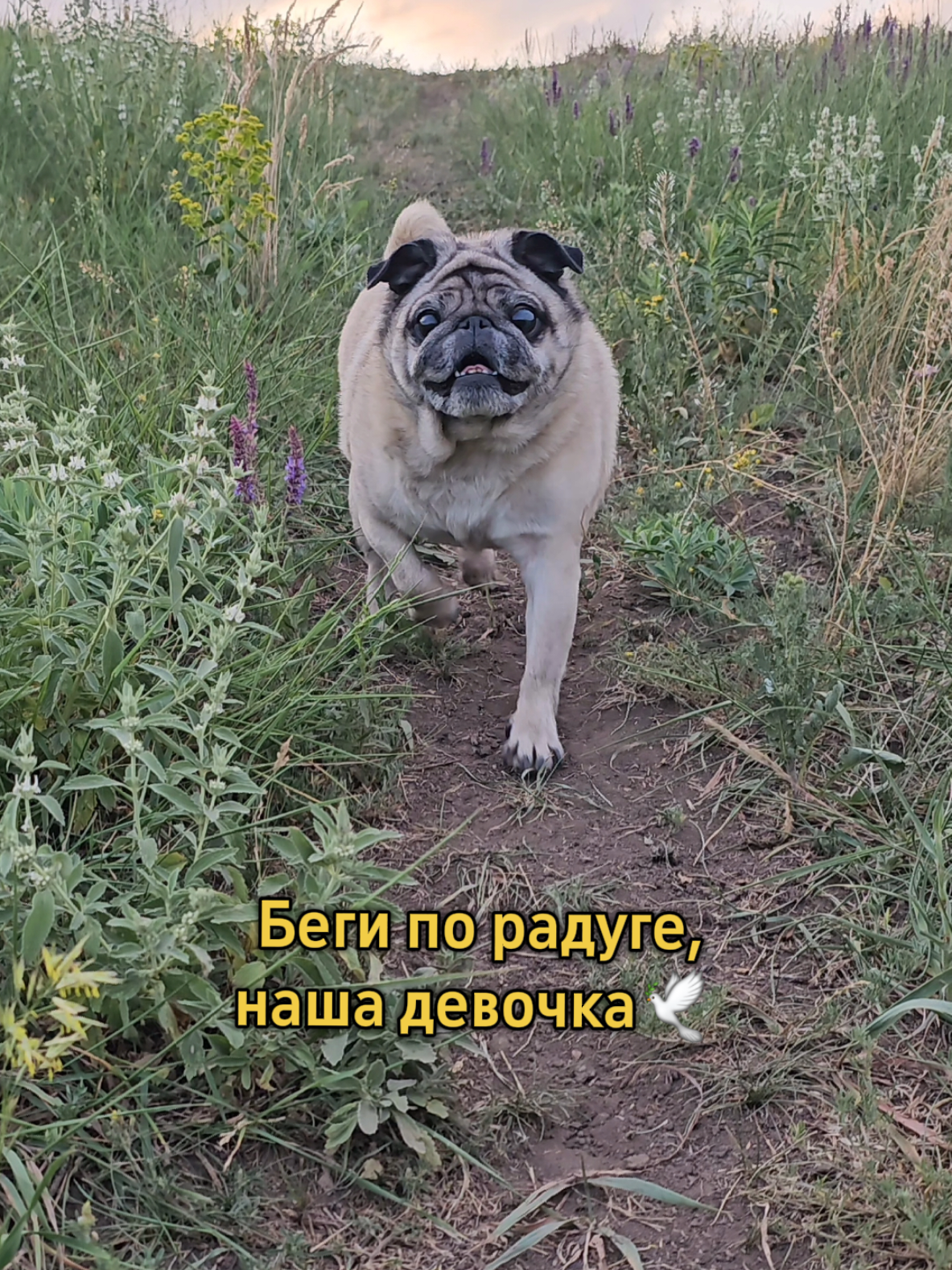@Pitbul Fred