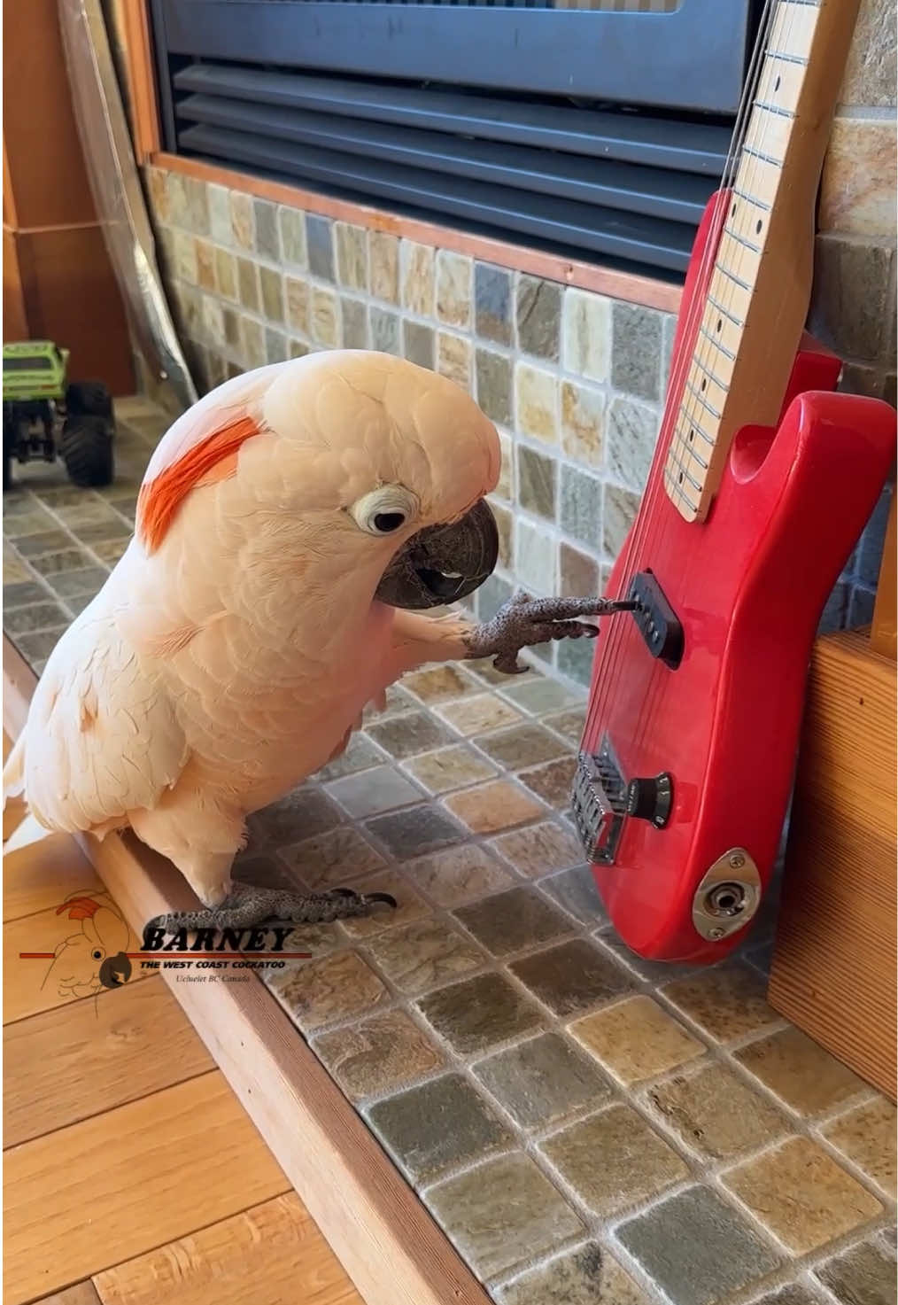 @Barney the West Coast Cockatoo