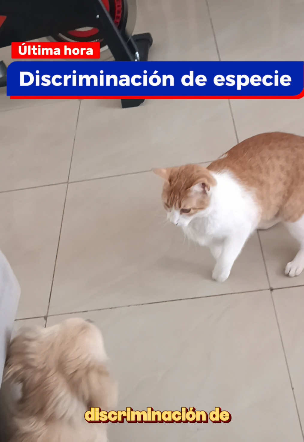 @Las Chubys