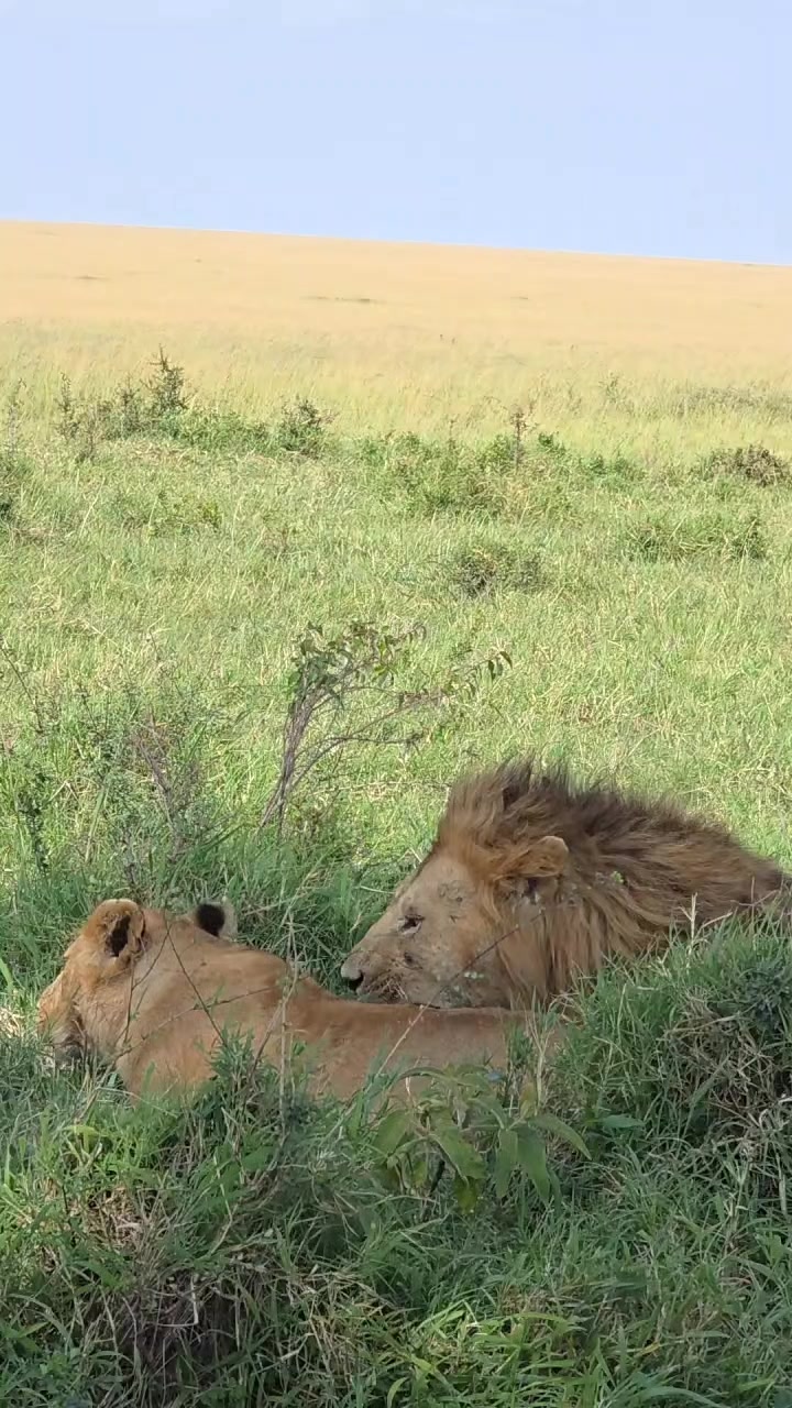 @Deno_wa_safari