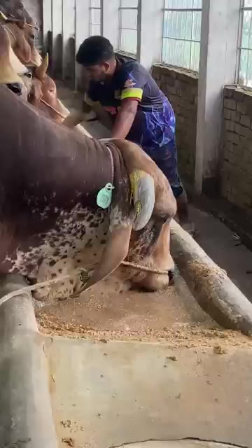 @গরুর ঘর🐄