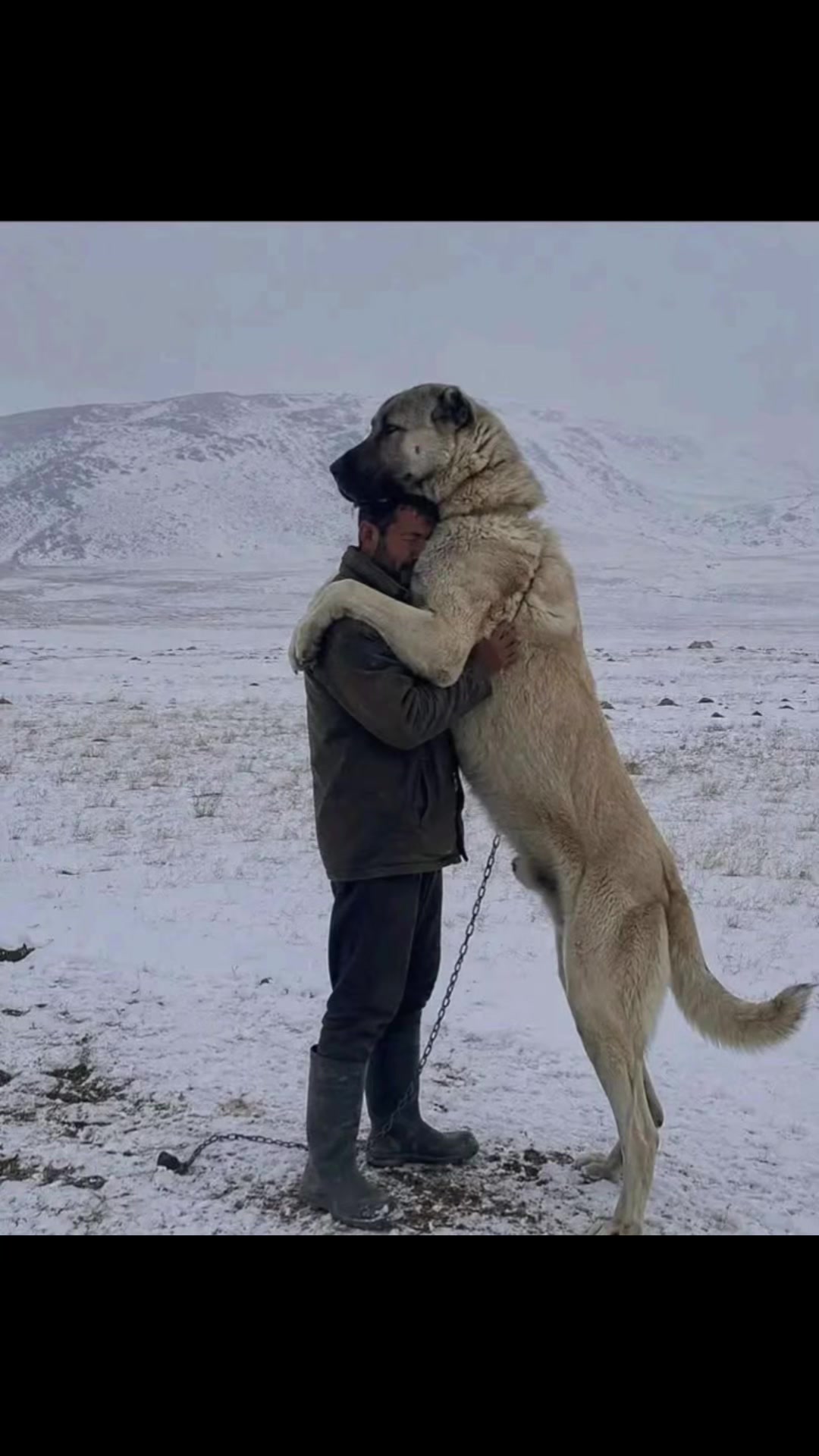 @Ultimate Puppies