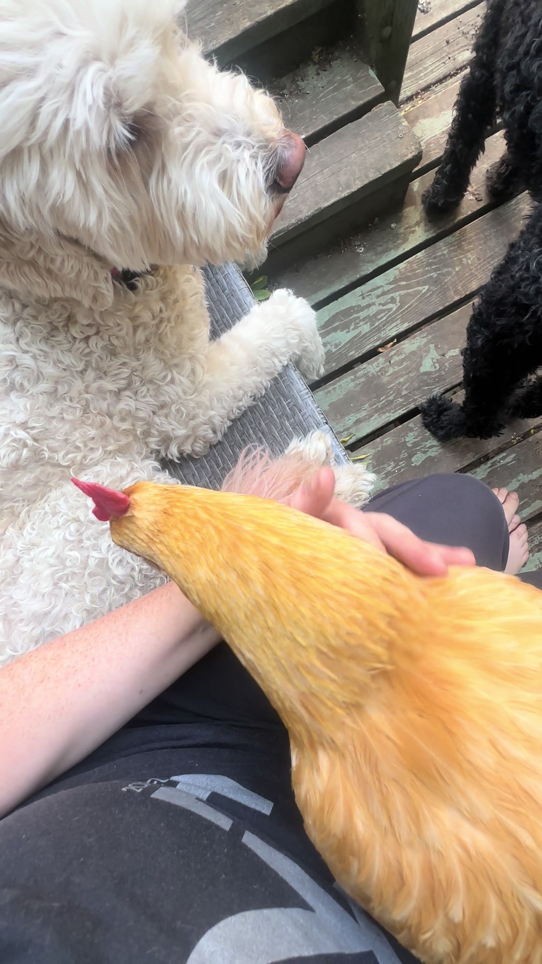 @FusterCluck Farm