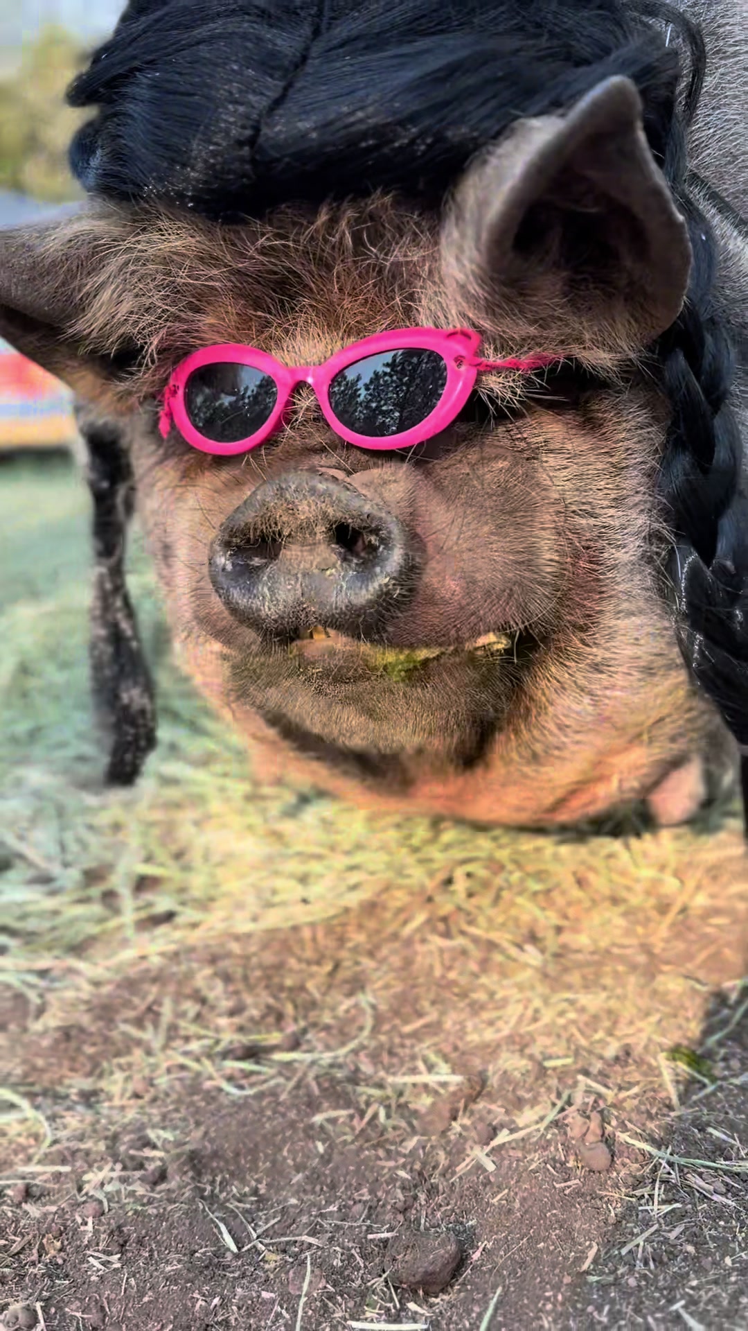 @thewinstonthepig