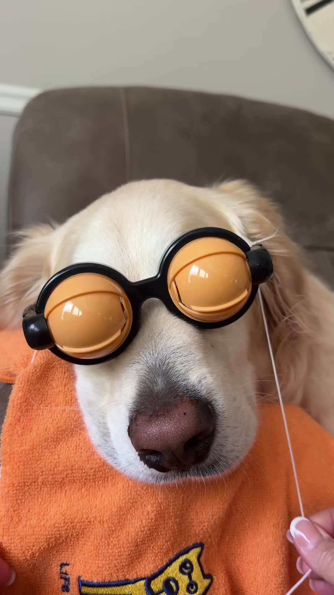 @WILLY | GoodDog