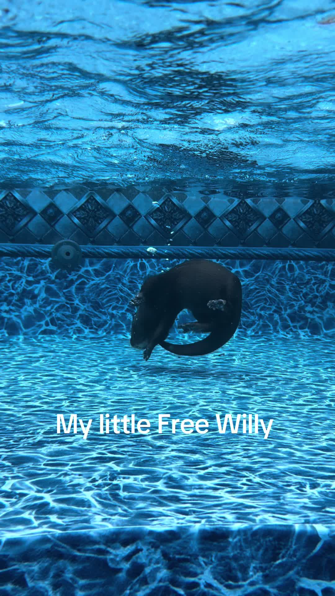@Wild South Exotics
