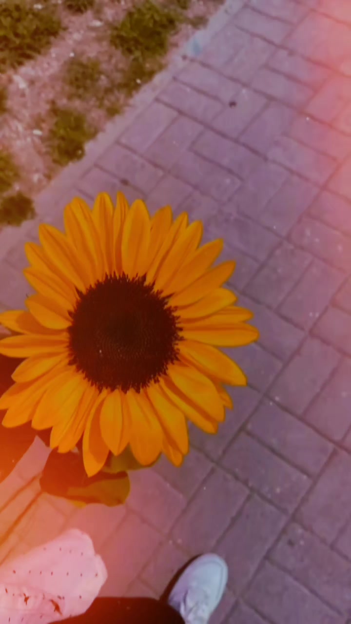 @꧁🦋𝑵𝑨𝑹𝑮𝑰𝑺 𝑰𝑺𝑳𝑨𝑴🦋꧂
