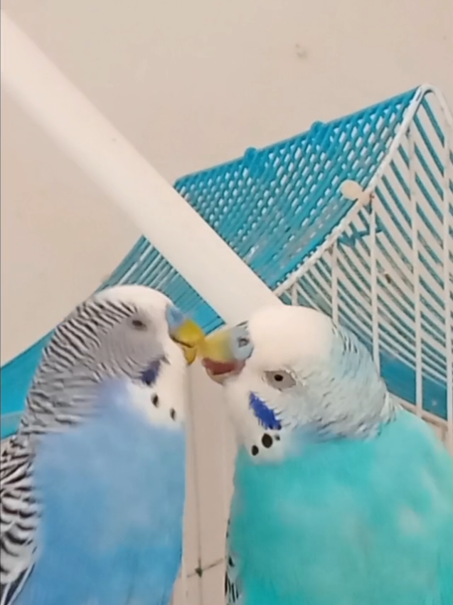 @Budgies108