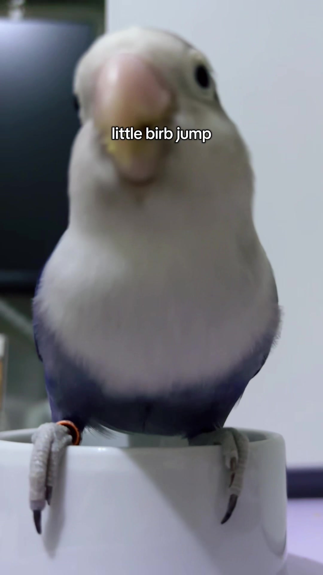 @Birdo and BB