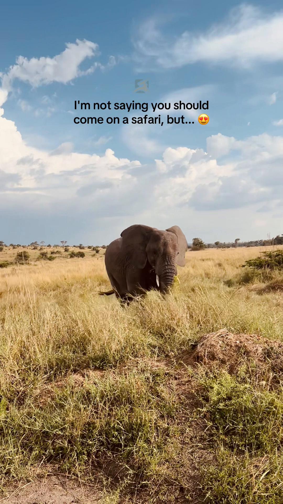 @Tanzania Safari Experience