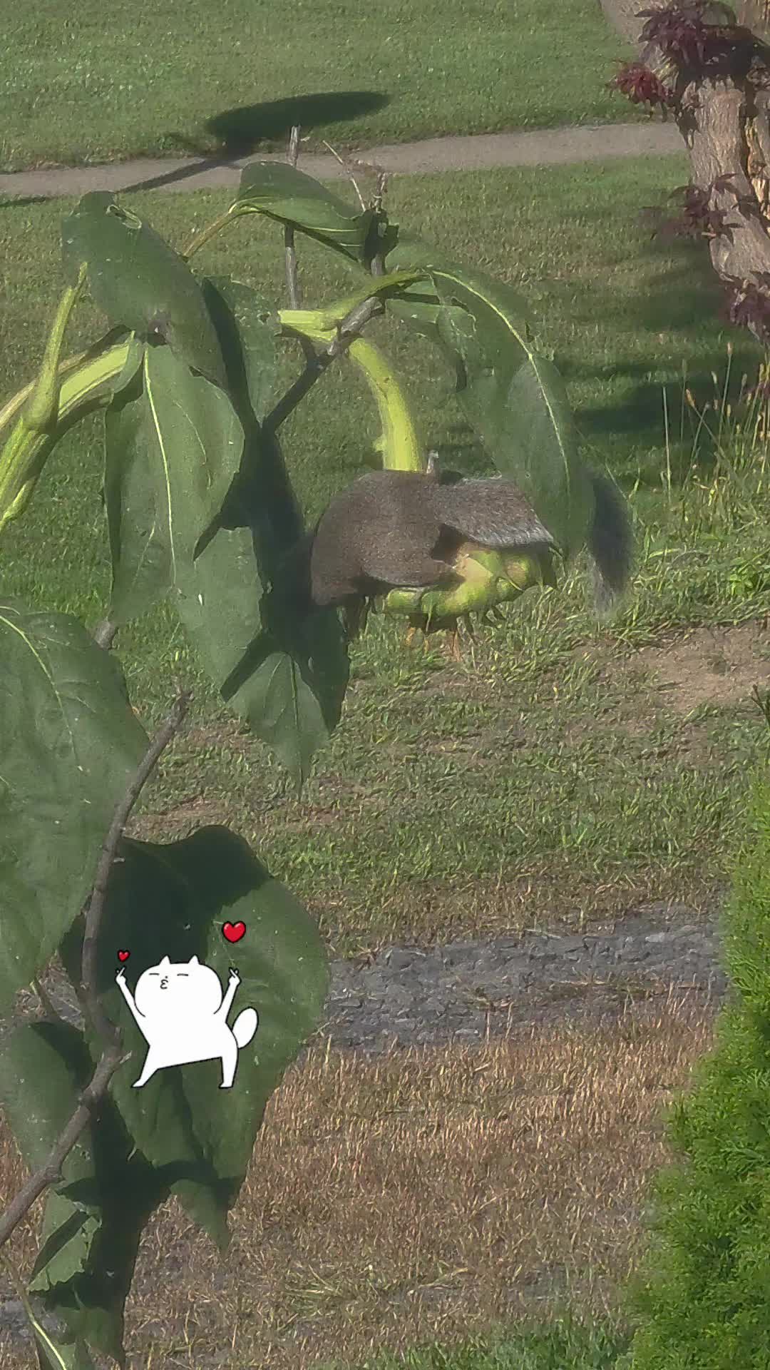 @el panda solitario
