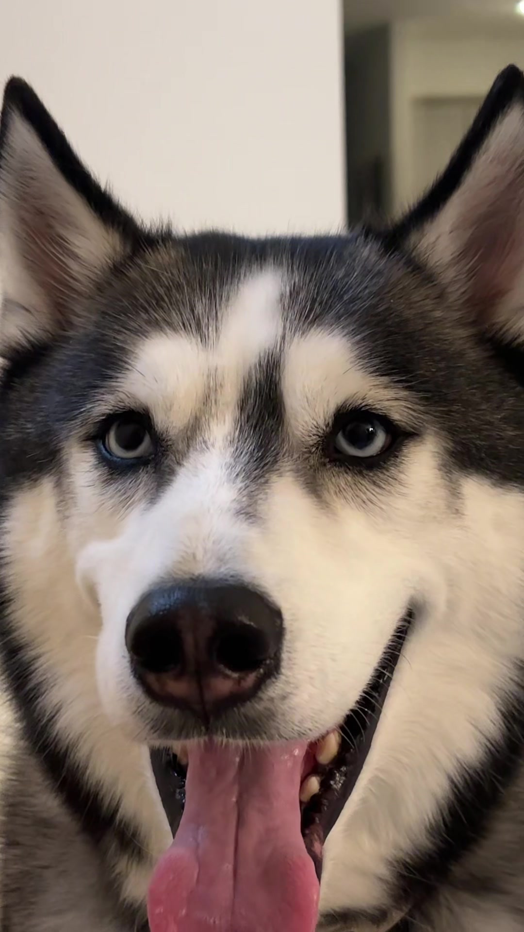 @lifewith2huskies