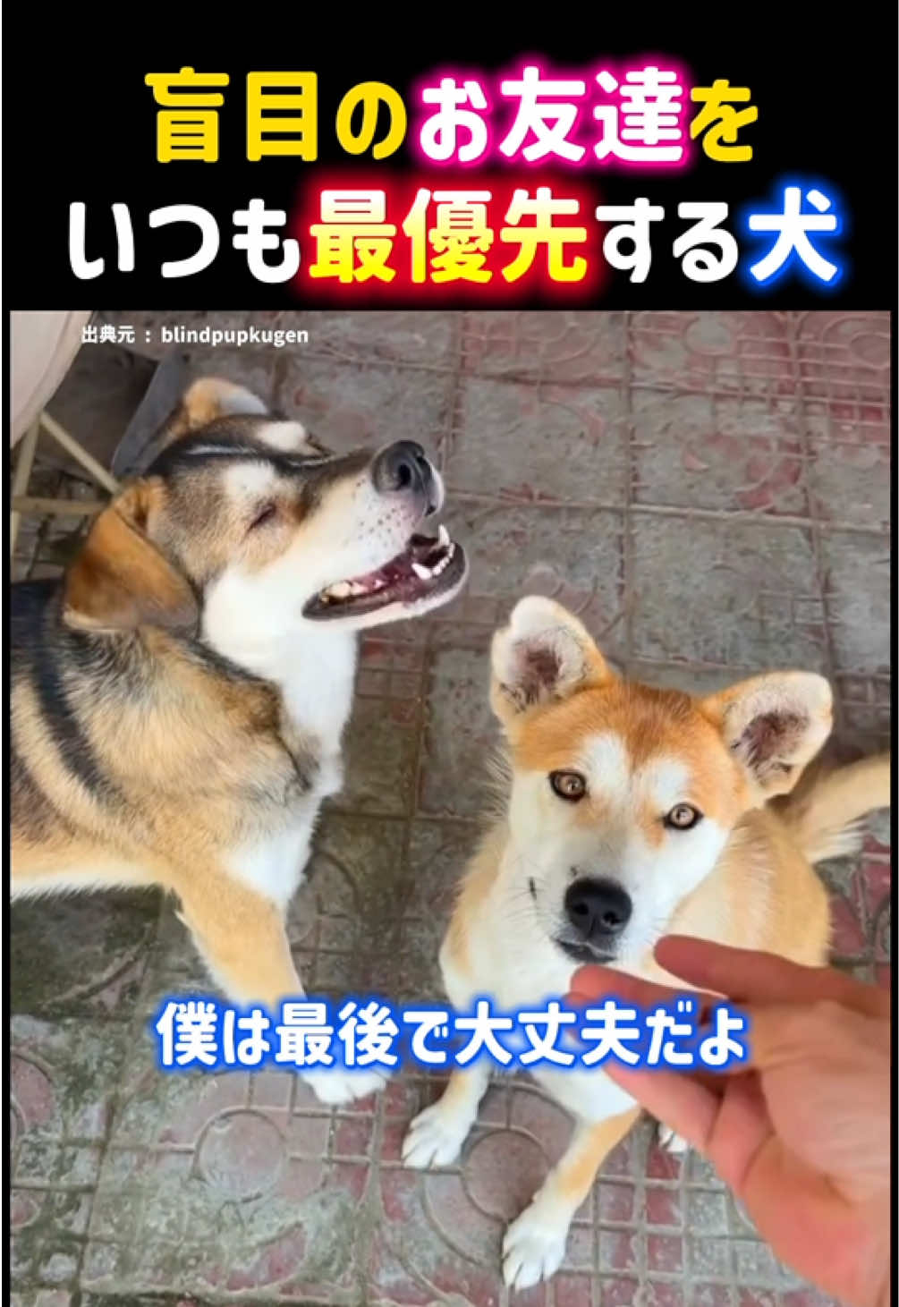 @動物癒し動画♡ animal cute