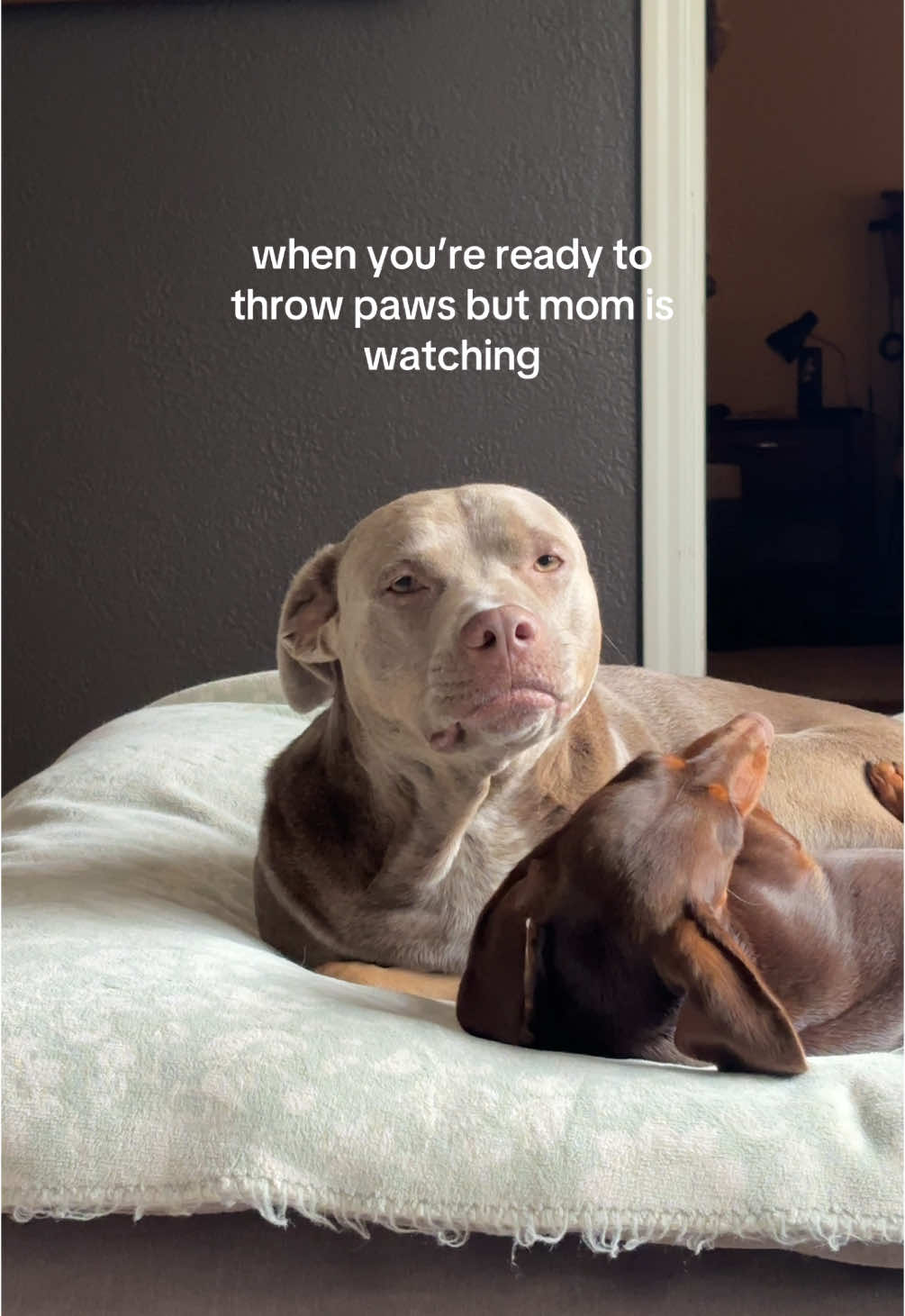 @rhubarb the doggo