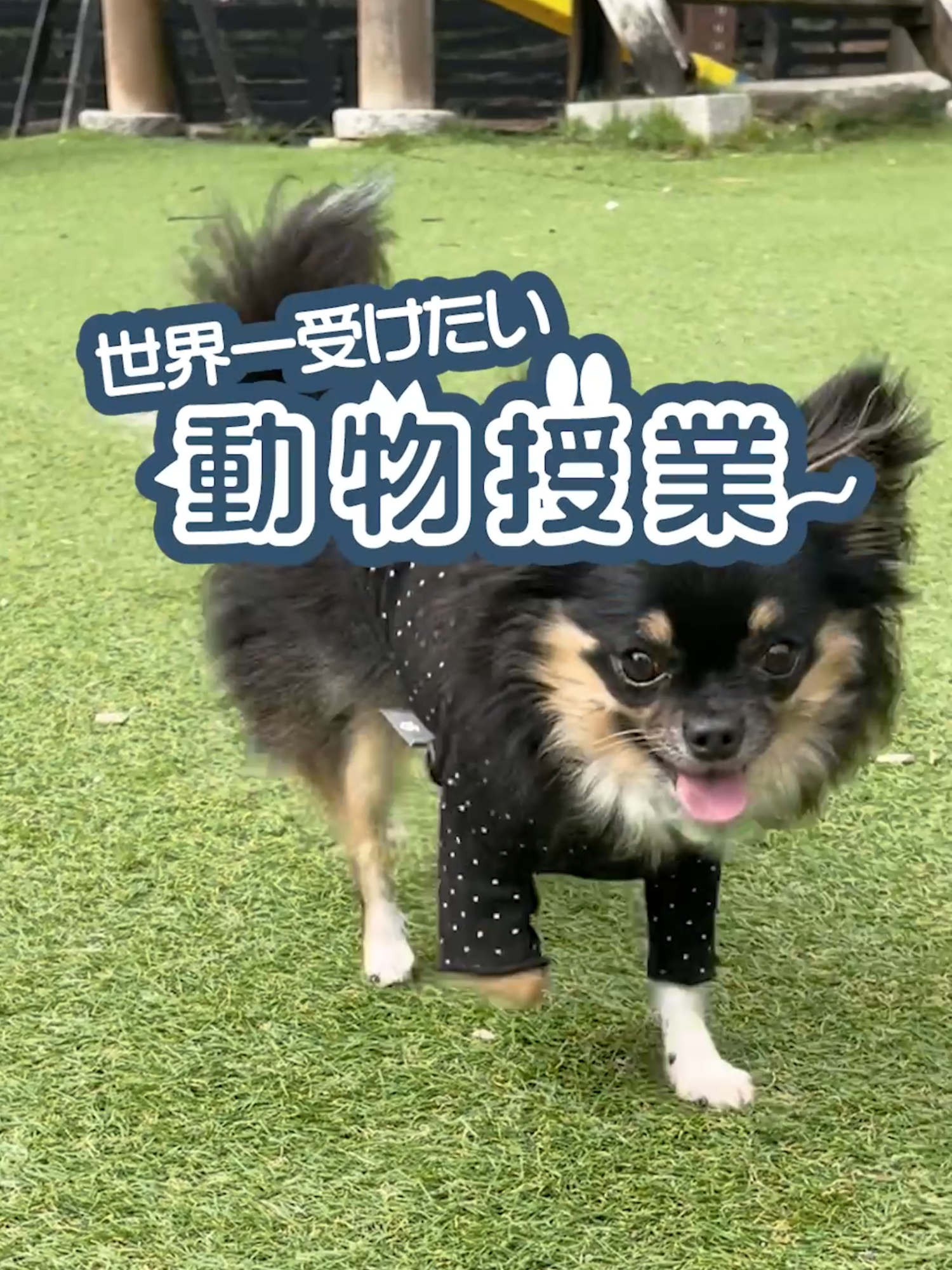 @オダガワ動物病院