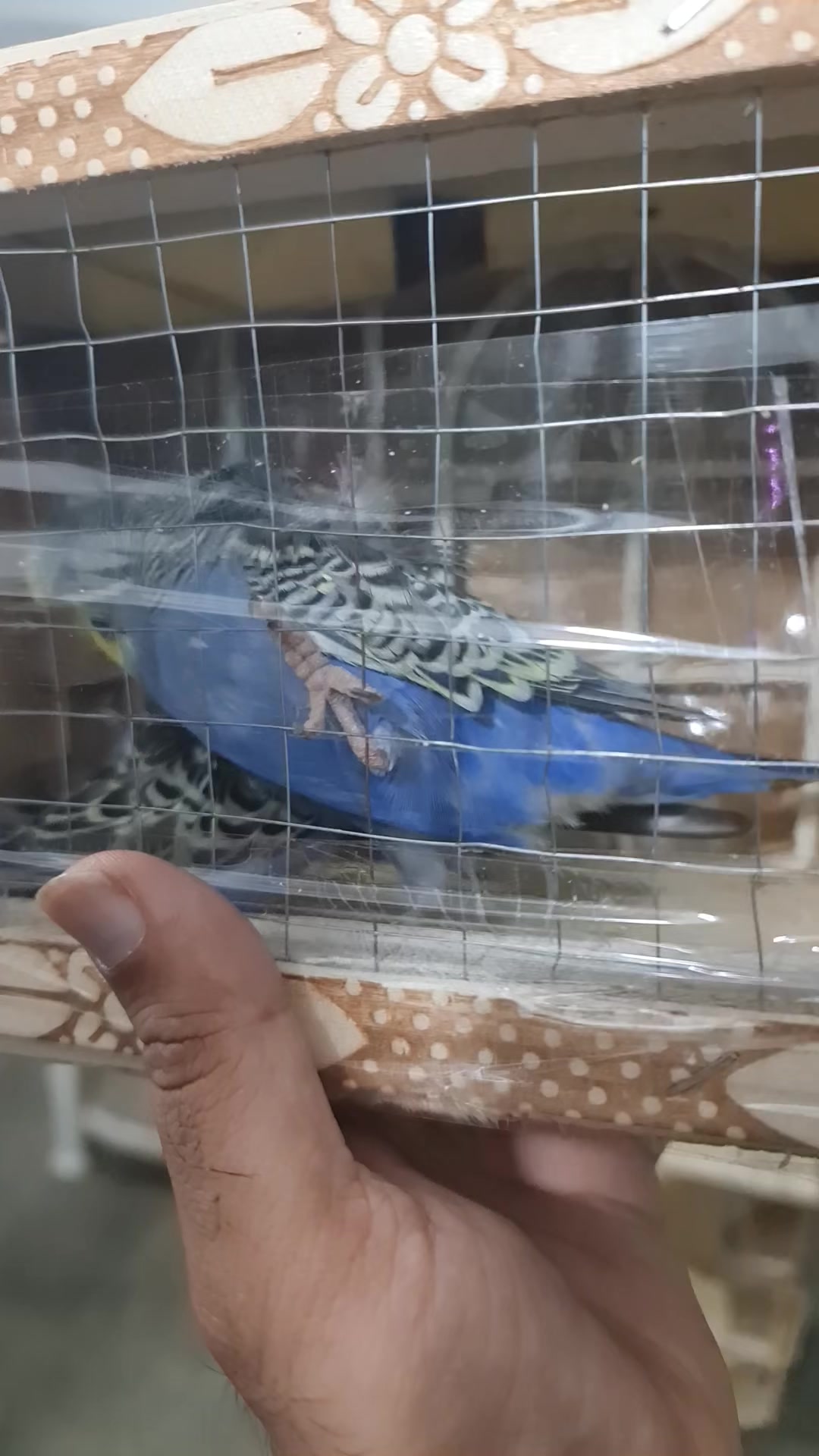 @ROYAL BIRD US