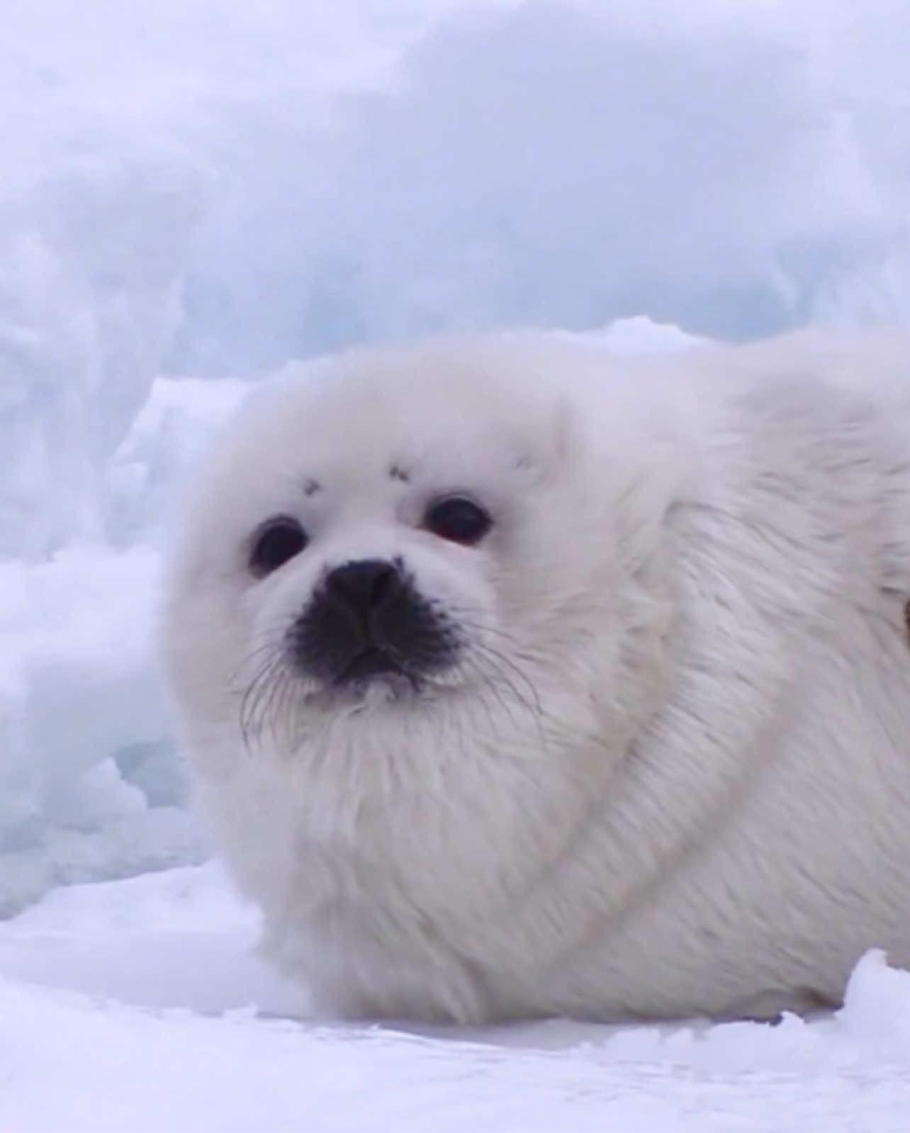 @seal lover 🦭⋆˚꩜｡⋆˚🩵