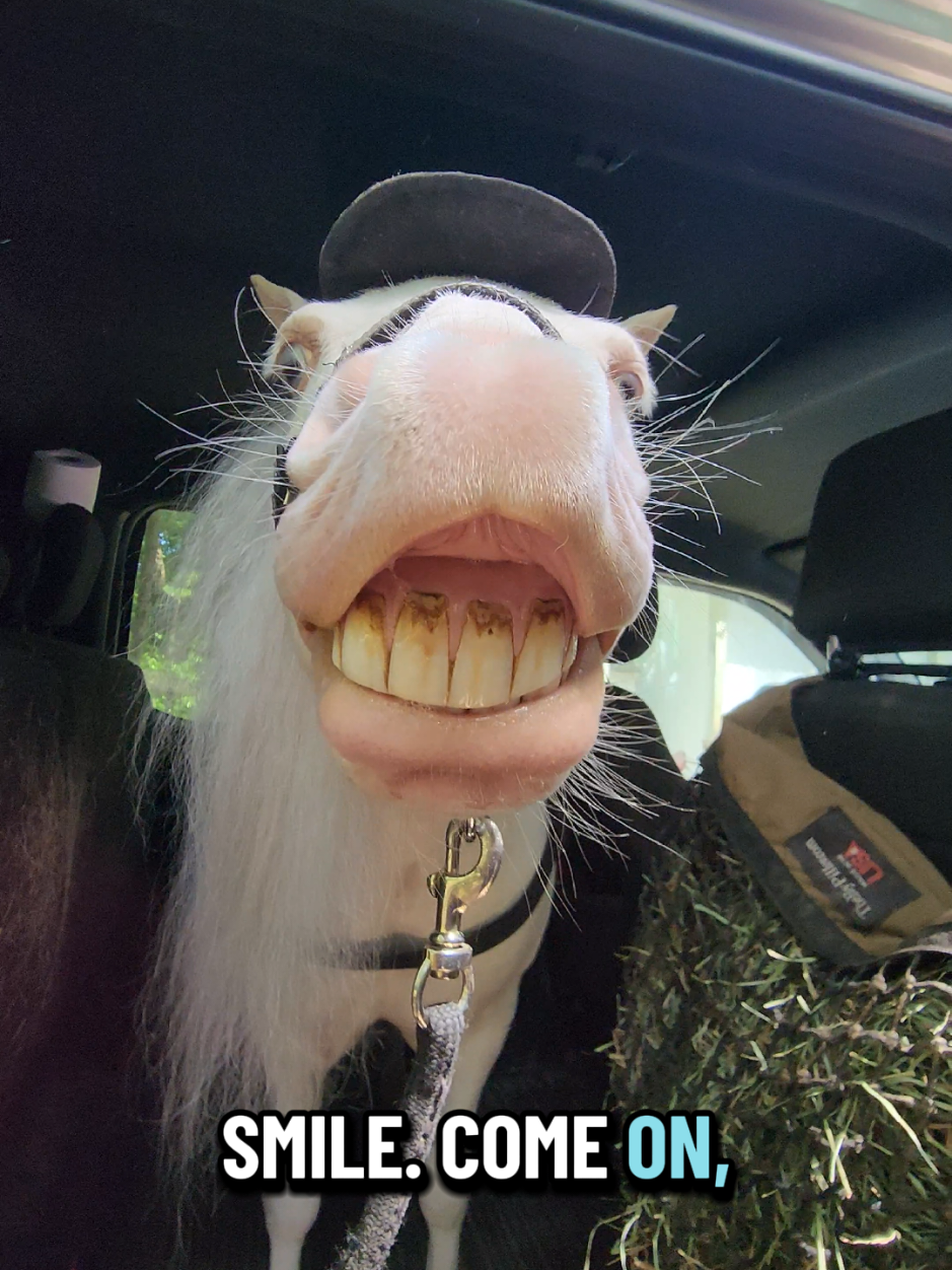@minihorsemomandtrainer🐴🐴🐴🐴