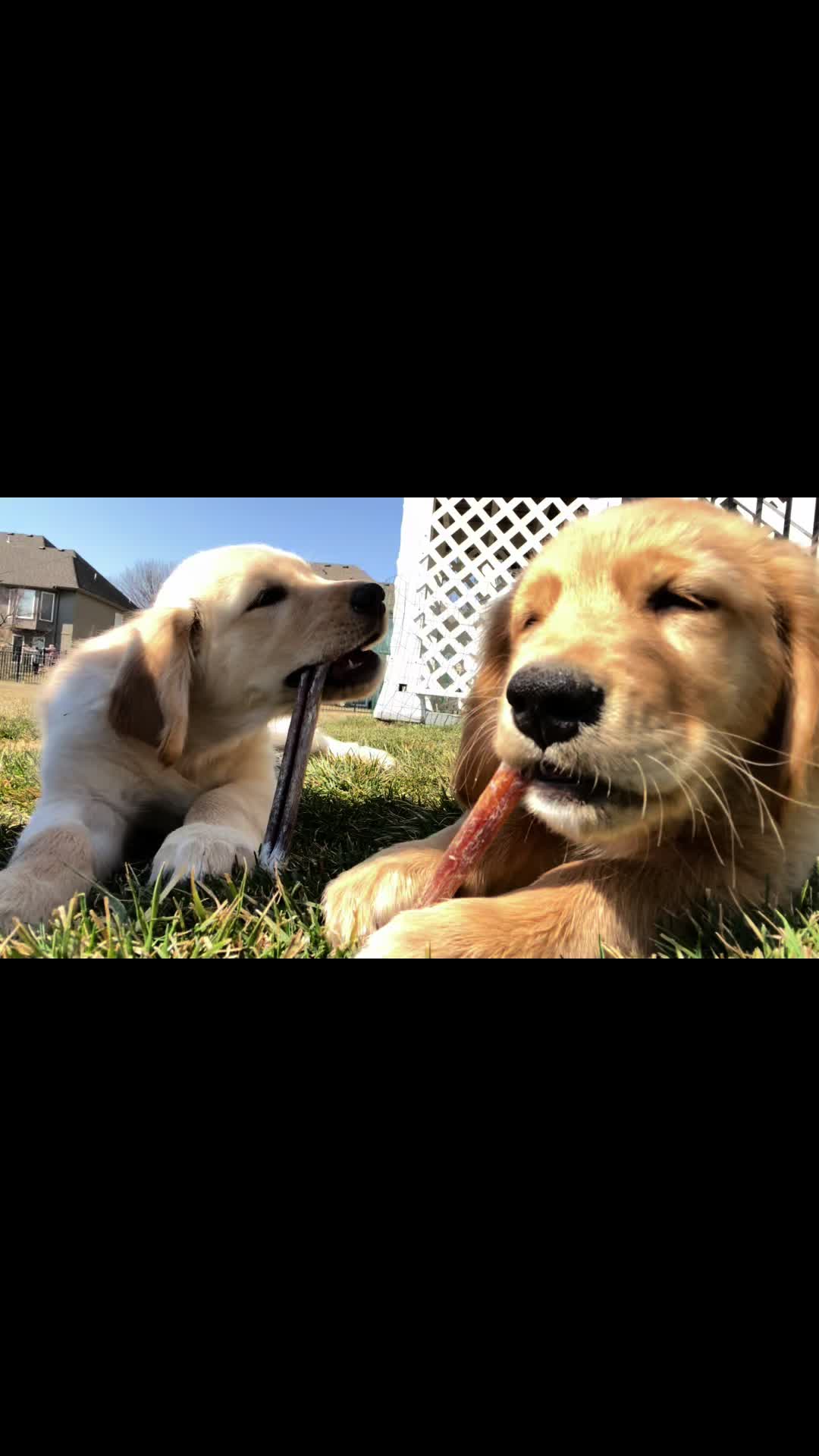 @Luna, Nova & Bella💜🩷💜