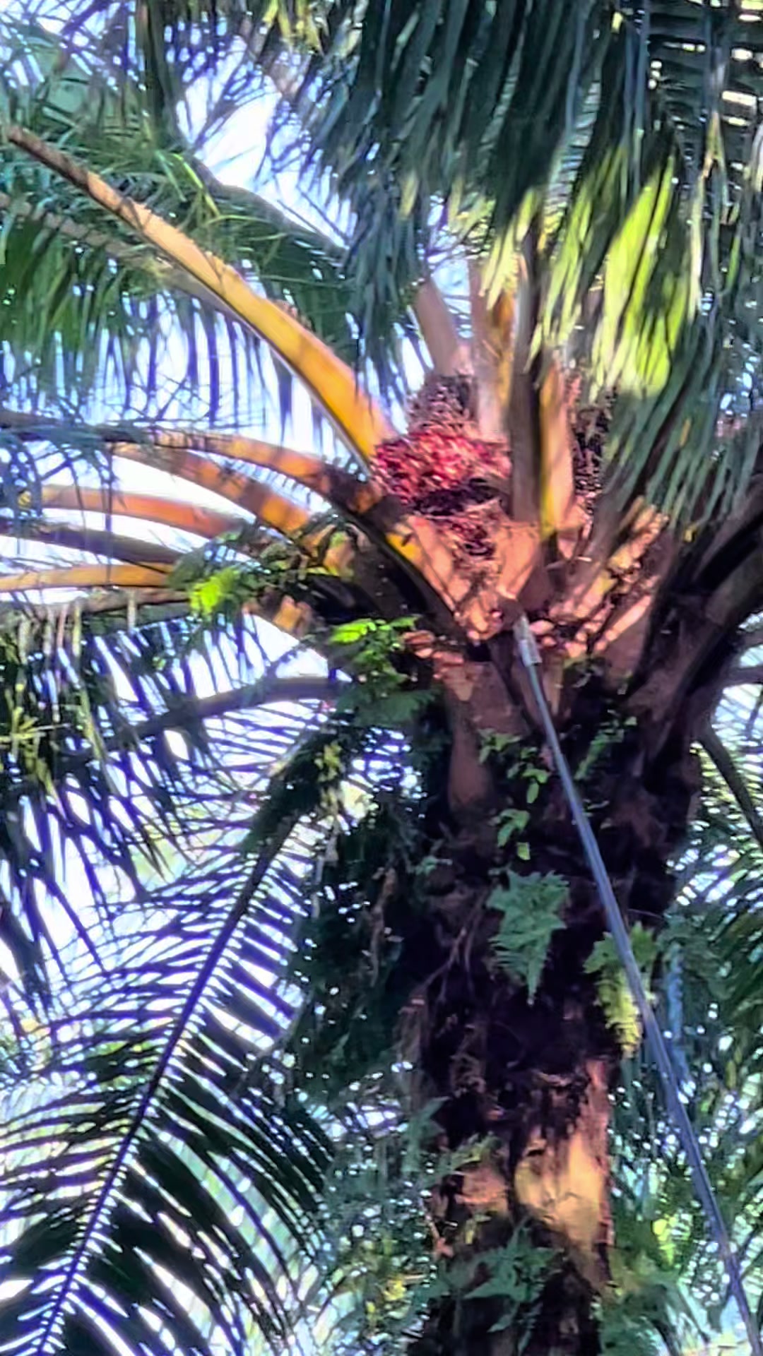 @Harry palm oil