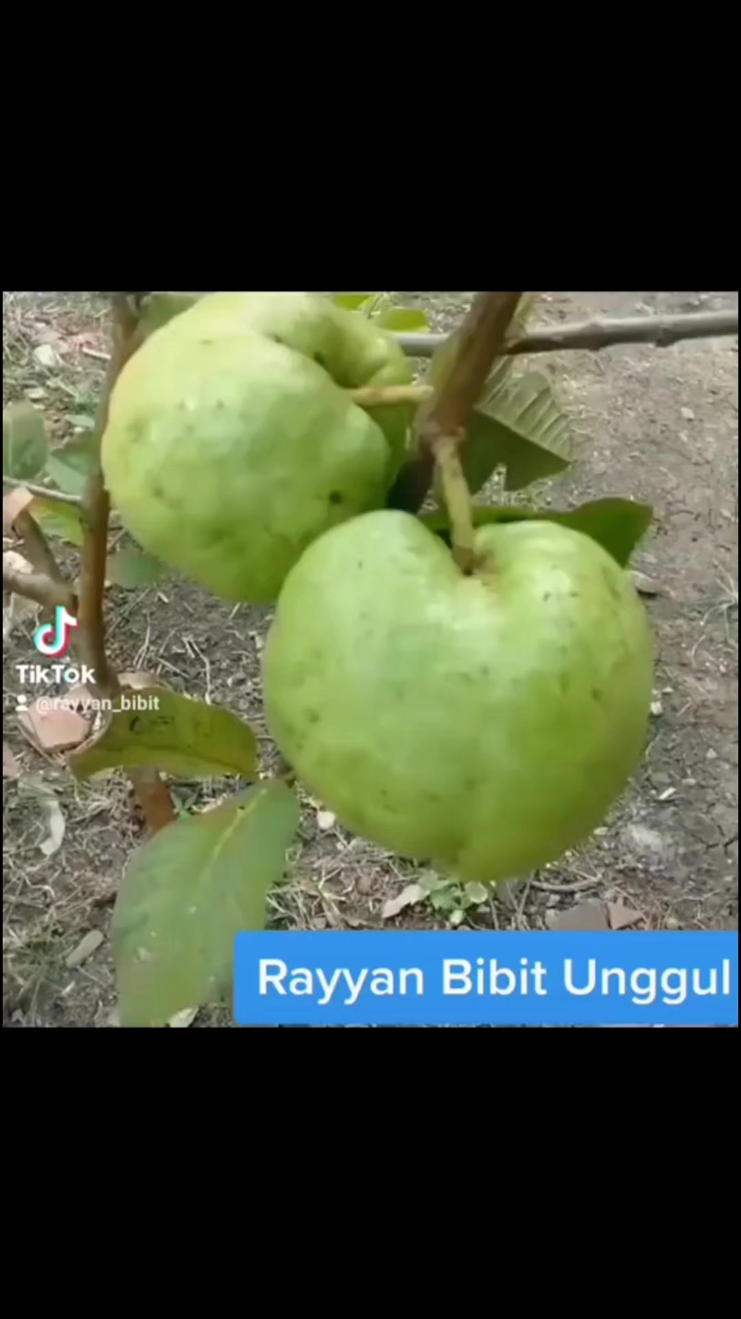 @Rayyan Bibit unggul
