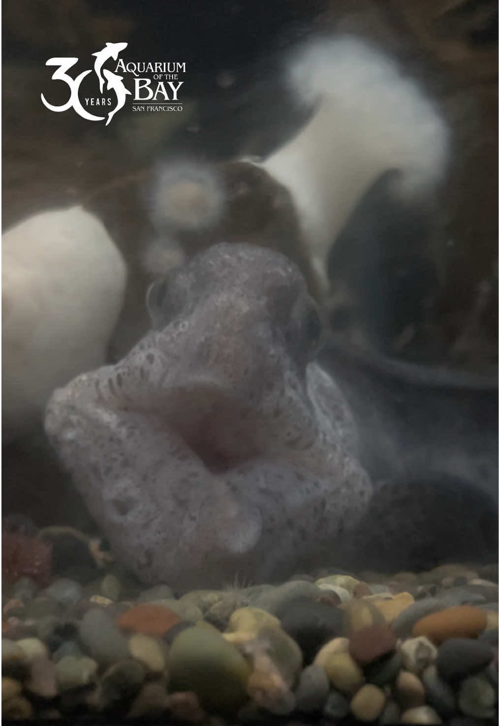 @Aquarium of the Bay