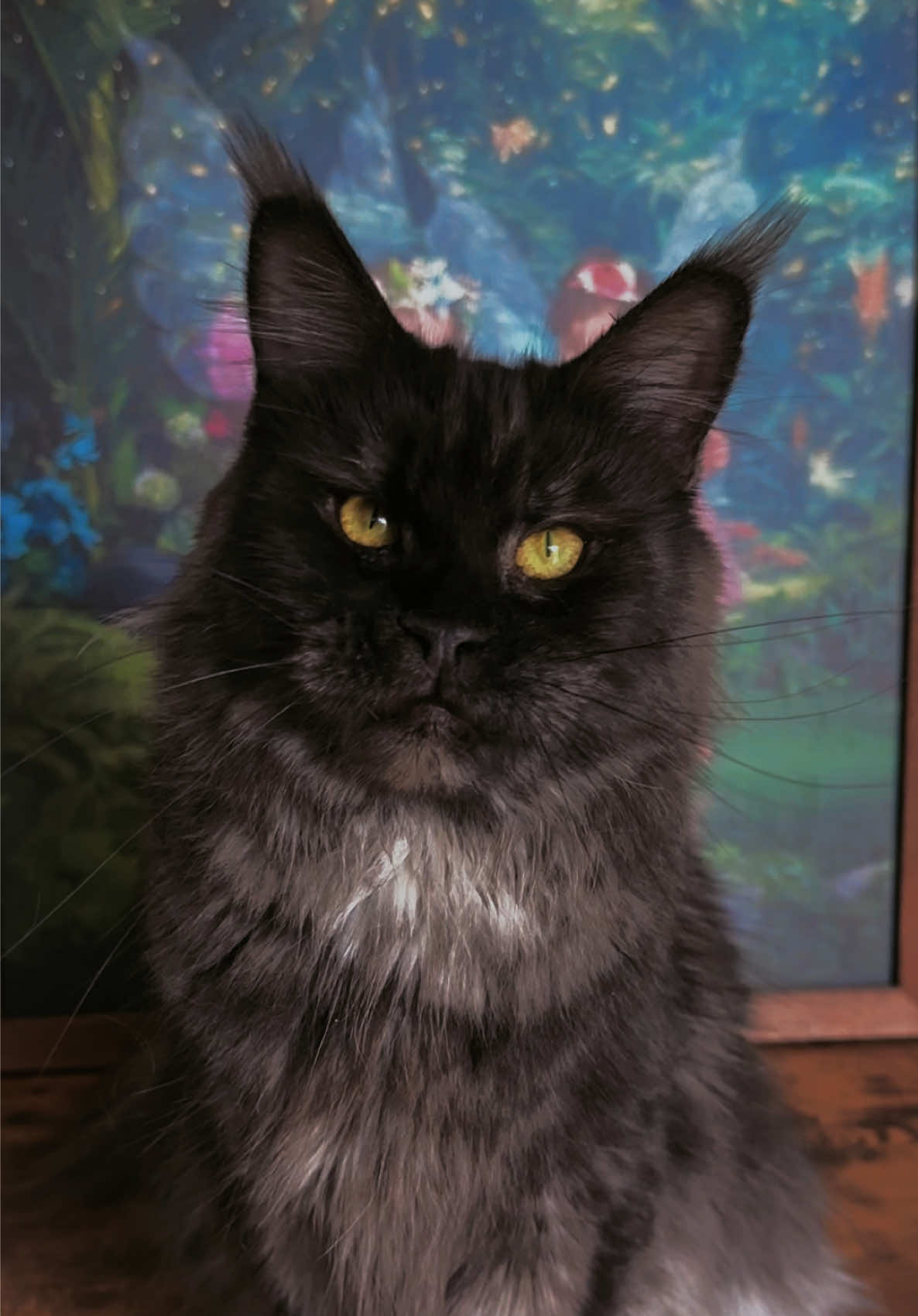 @Mossy Cottage Maine Coons 🌙