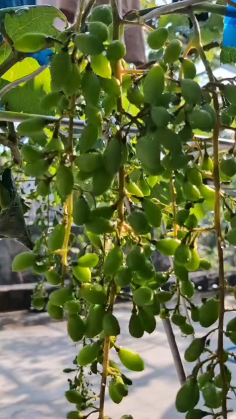 @Nauranursery