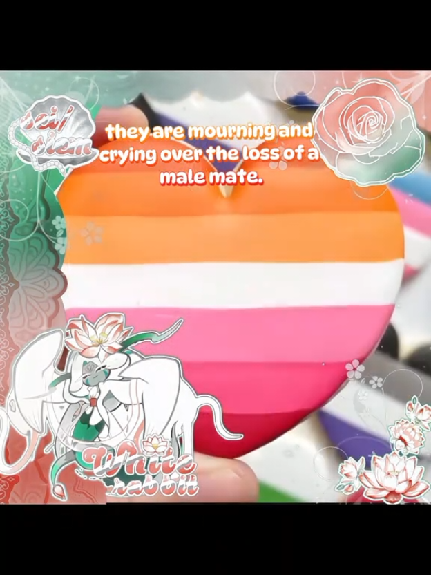 @ᵂʰⁱᵗᵉ ᴿᵃᵇᵇⁱᵗ