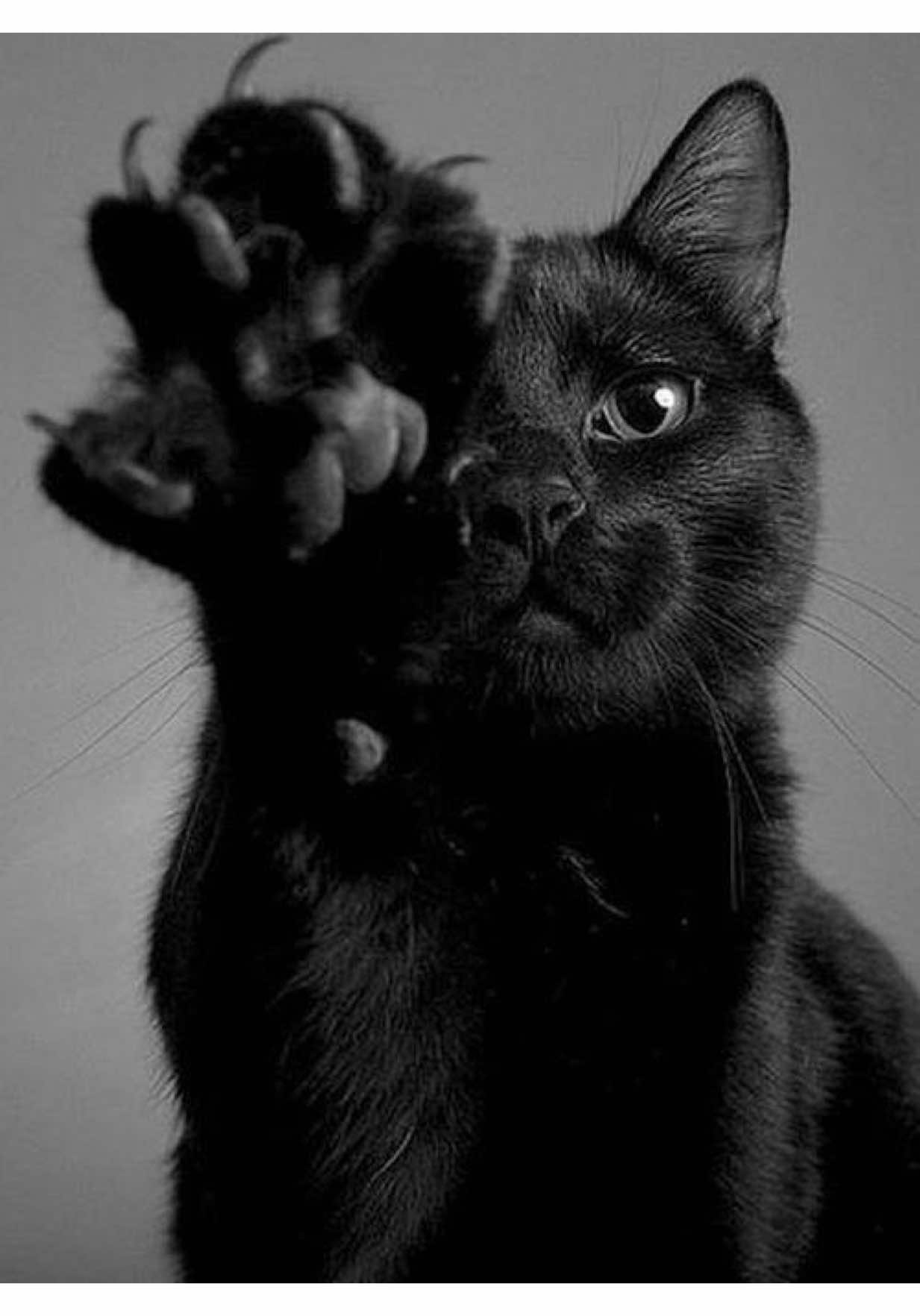 @sabisha🐈⬛