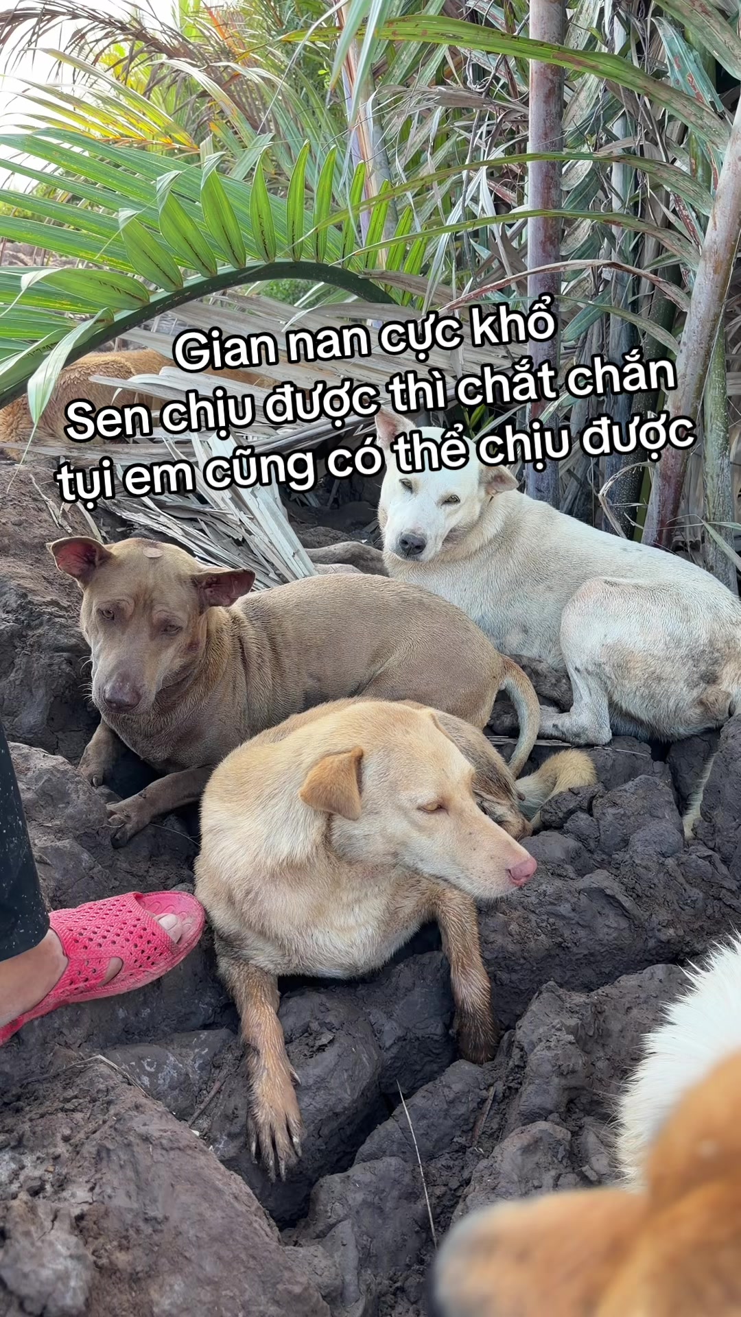 @Tâm Chó Cỏ 🦮