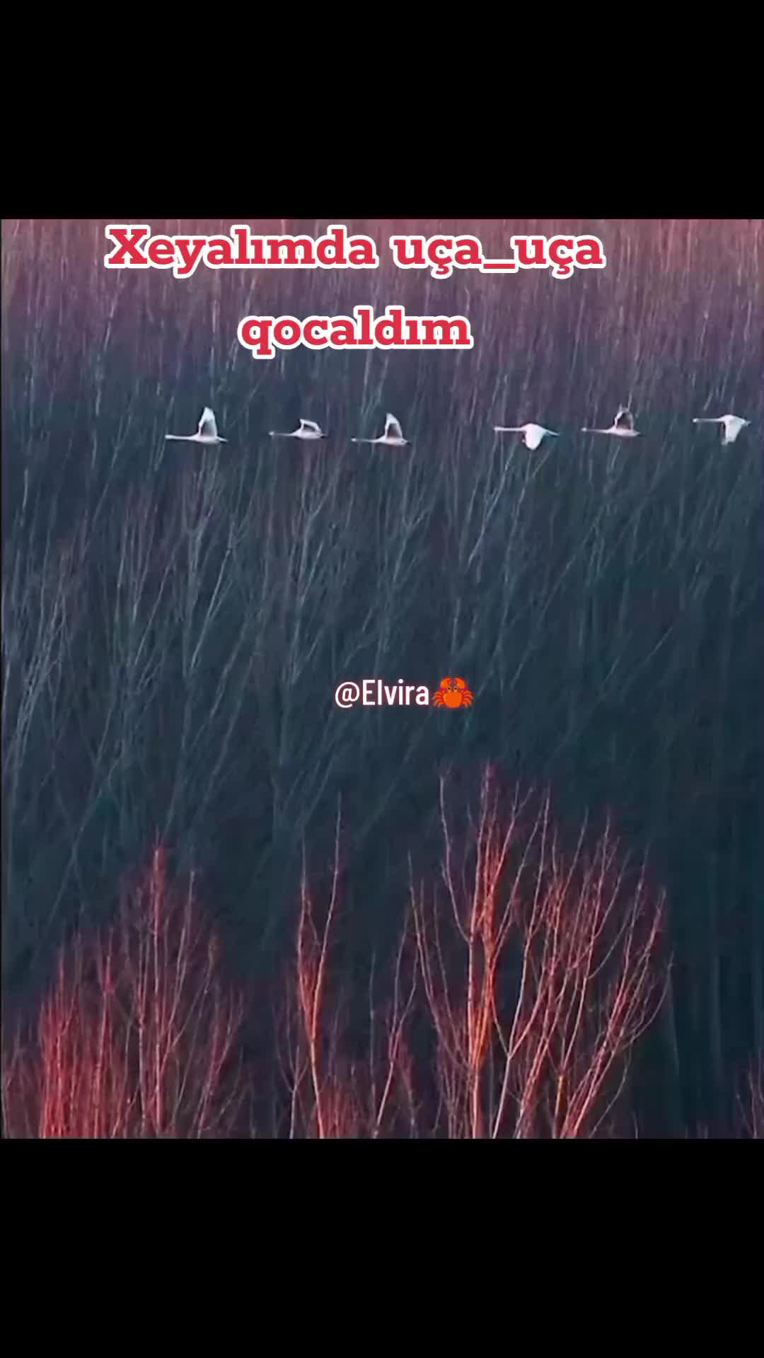 @𝙀𝙡𝙫𝙞𝙧𝙖👑