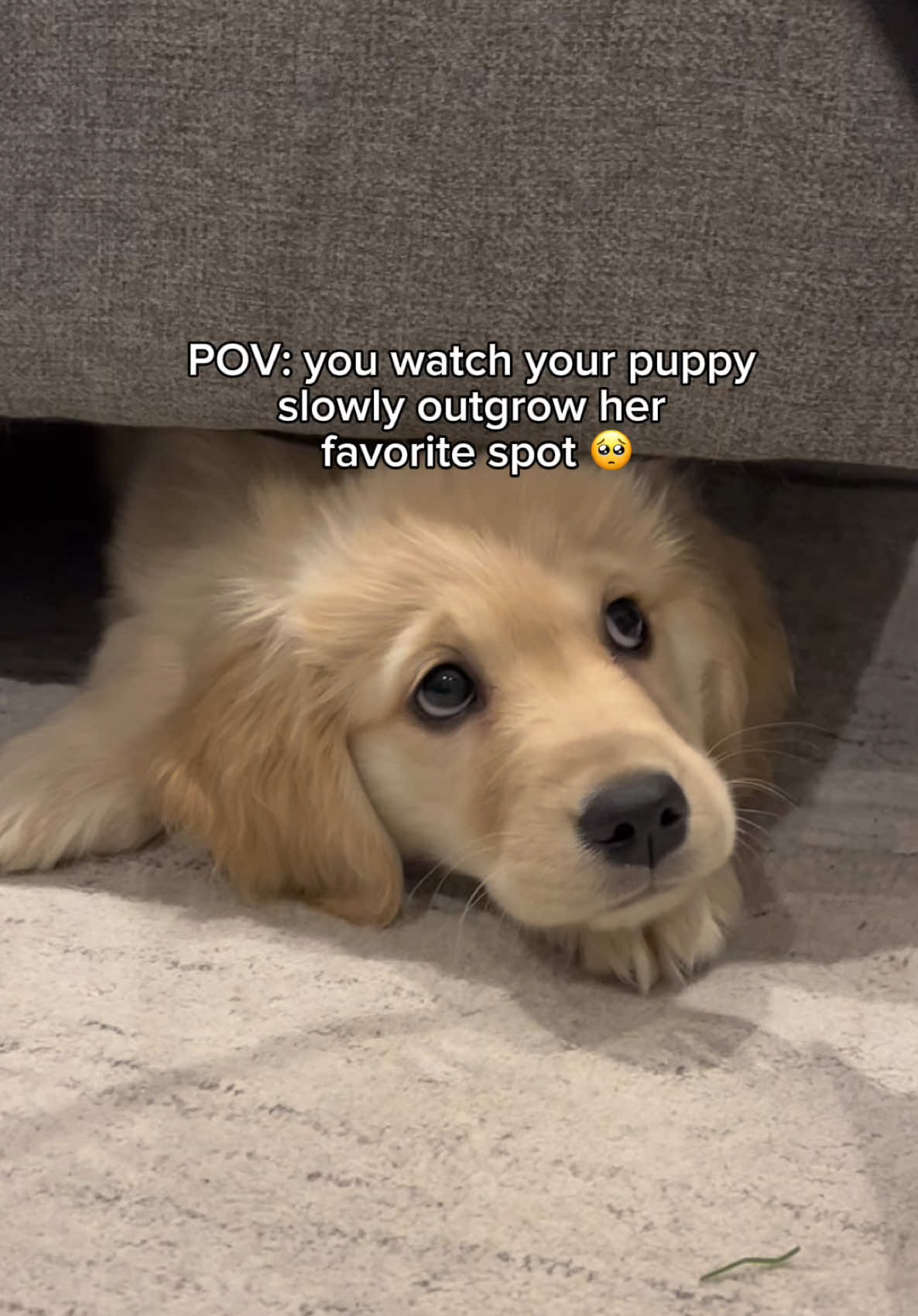 @Daisy & Maple the Goldens