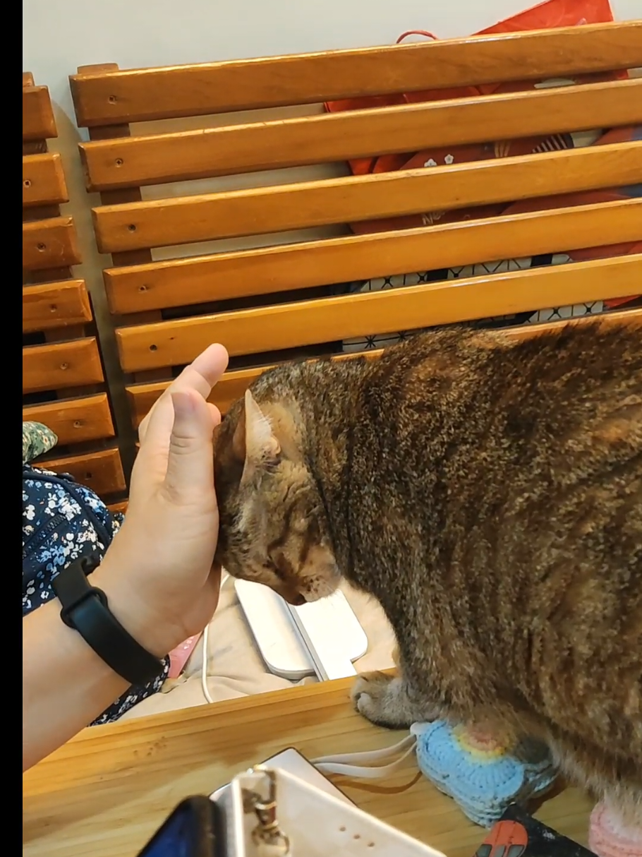 @三貓老爹
