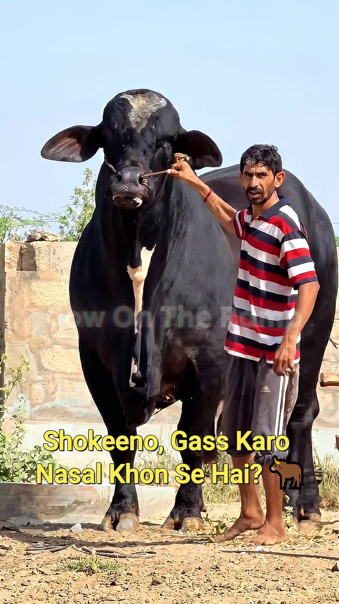@Cow On The Ramp