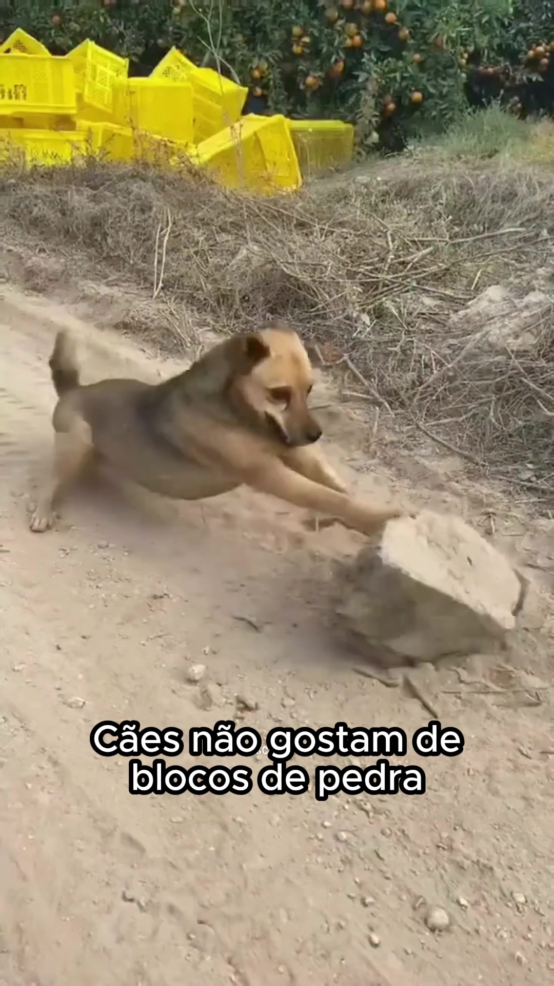 @Terra Updates Oficial