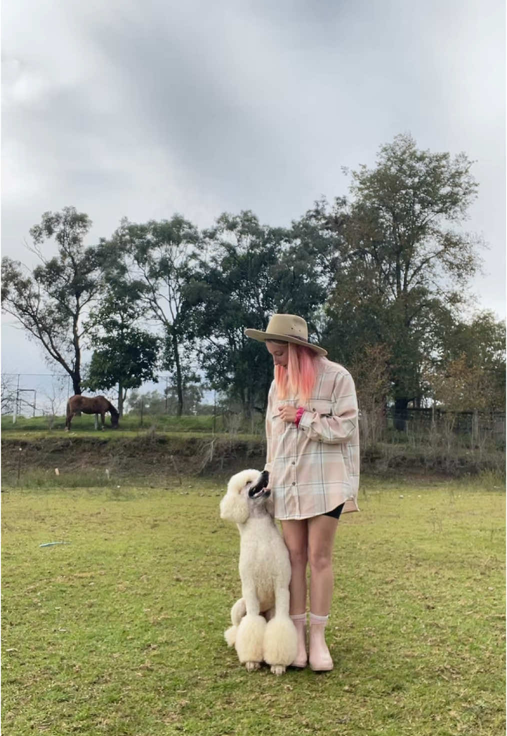 @pandorasboxofdogs