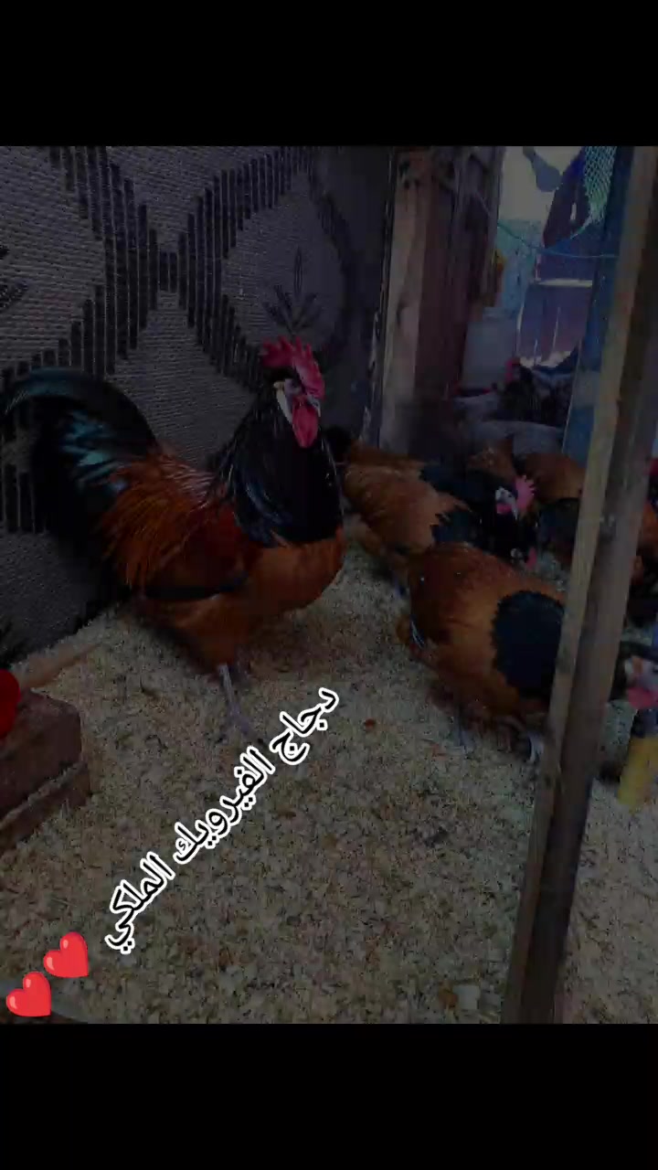 @دواجن الياس🐔🐔🐔