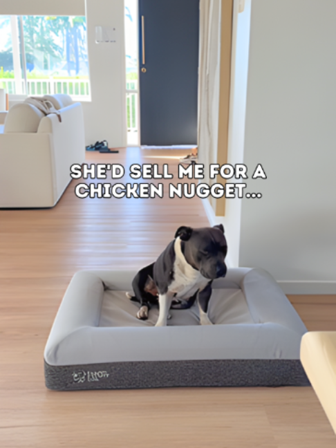 @Happy Staffy Co