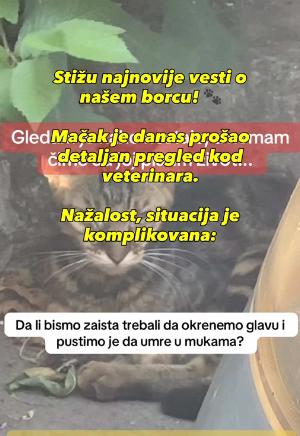 @cosanostrapurr