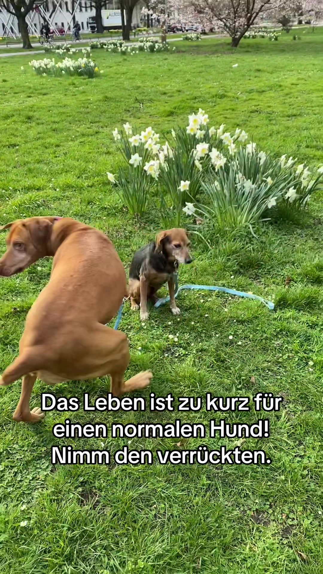 @Hundeurlaub.de