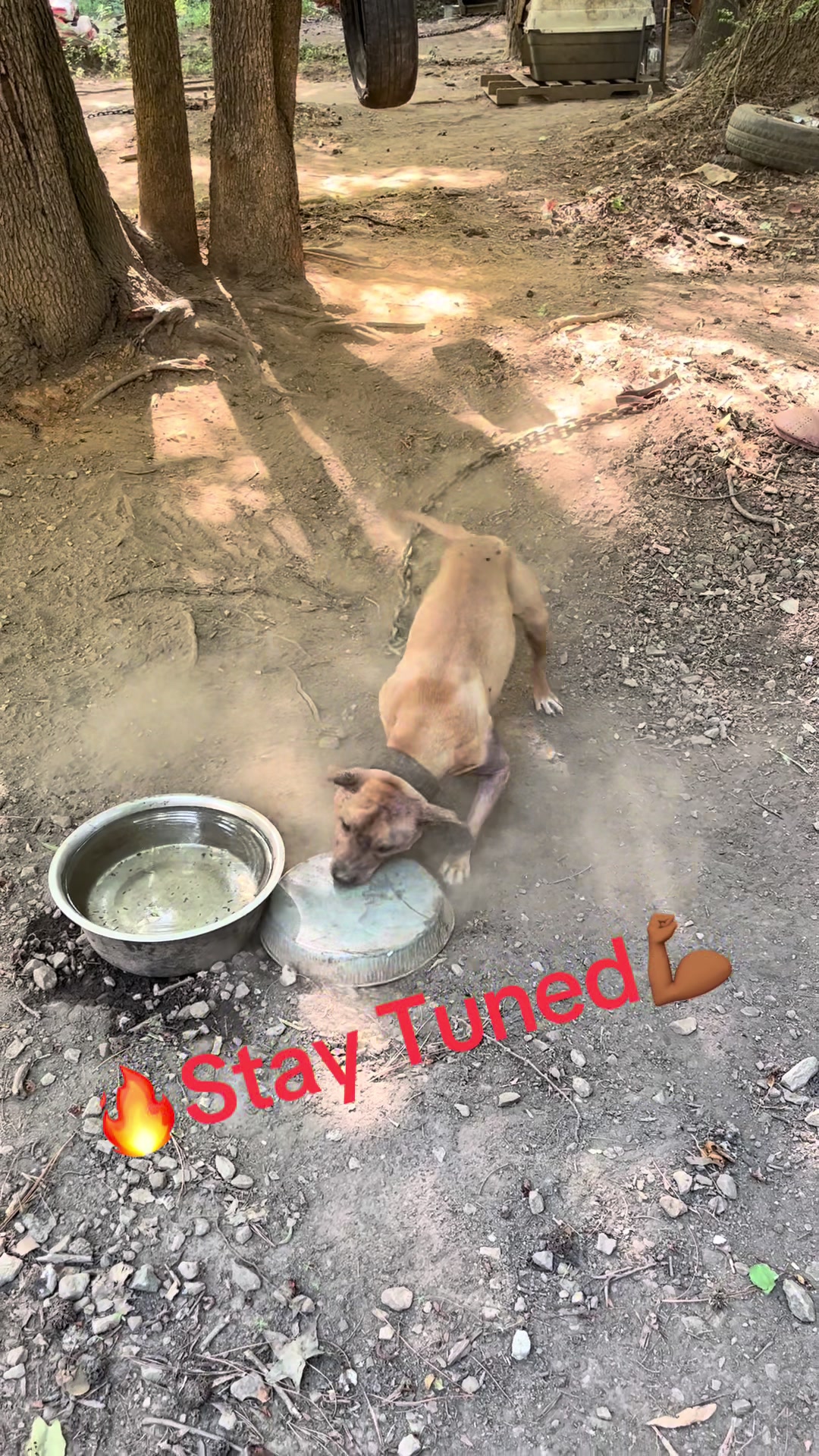 @MoneyTalkKennels