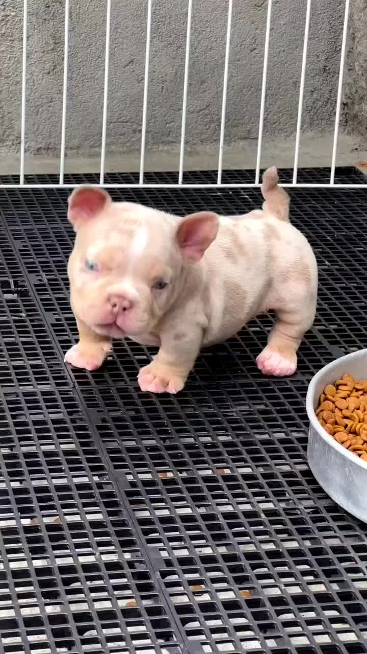 @El diario de Lia🐶🐾