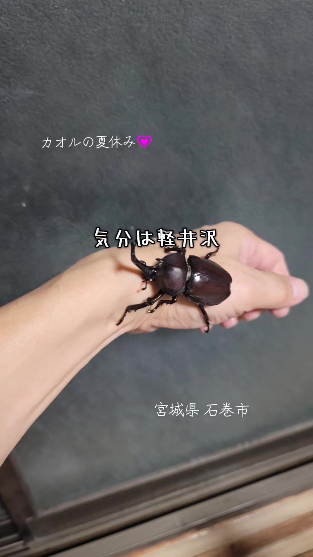@cjカオル