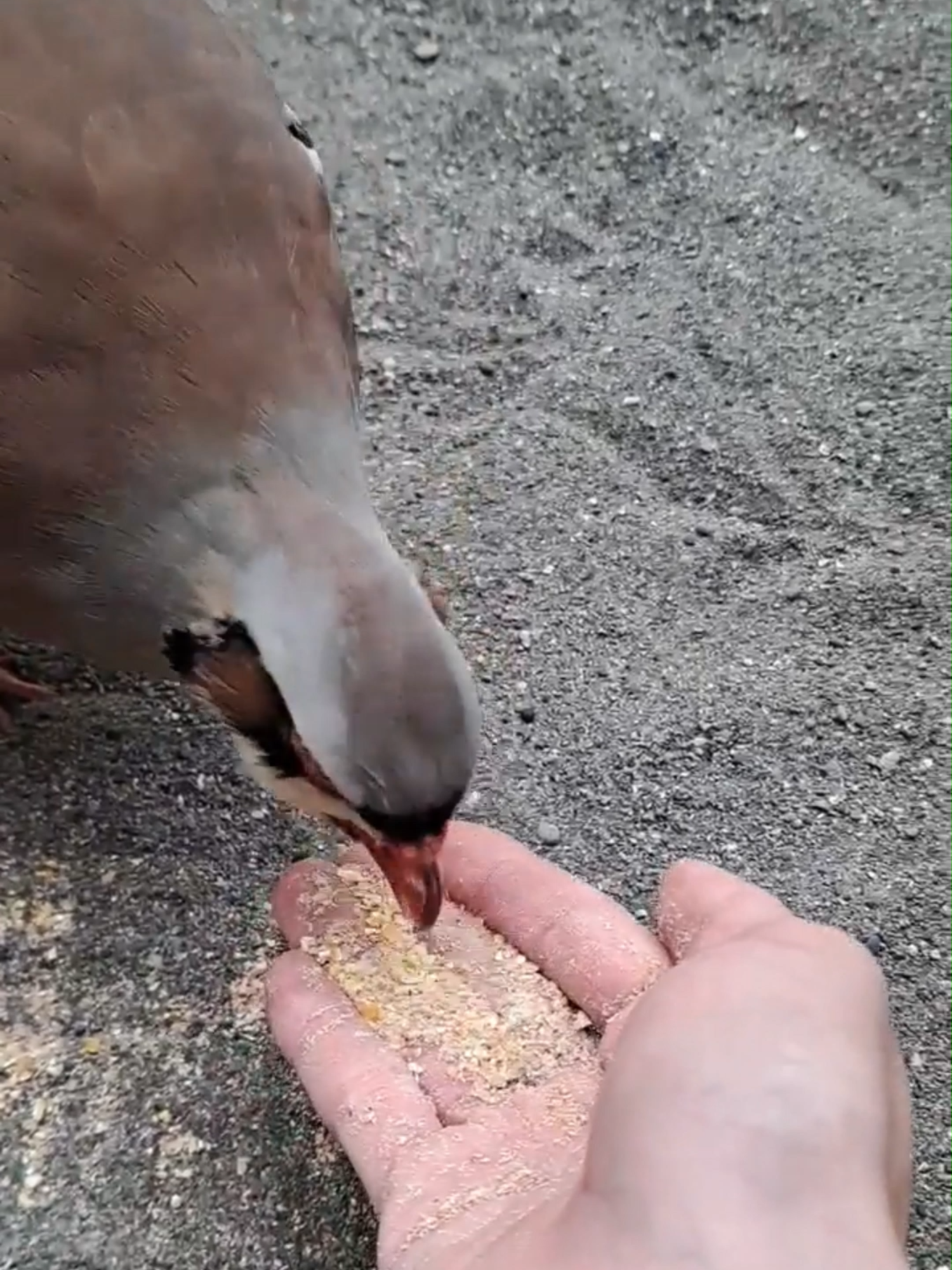 @TCA東京ECO動物海洋専門学校
