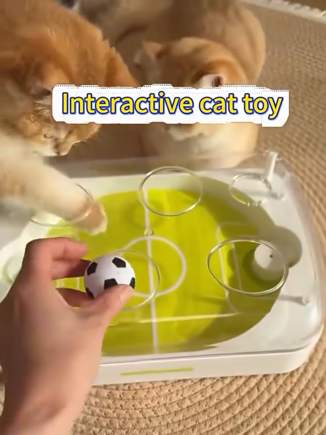 @Chonky World Of Cats