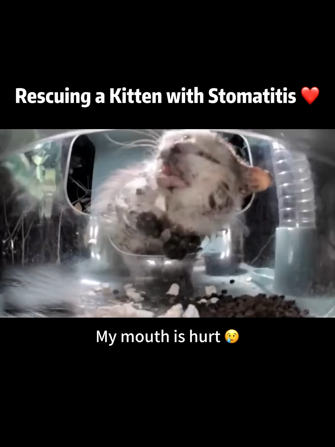 @Purrrr_eliza17