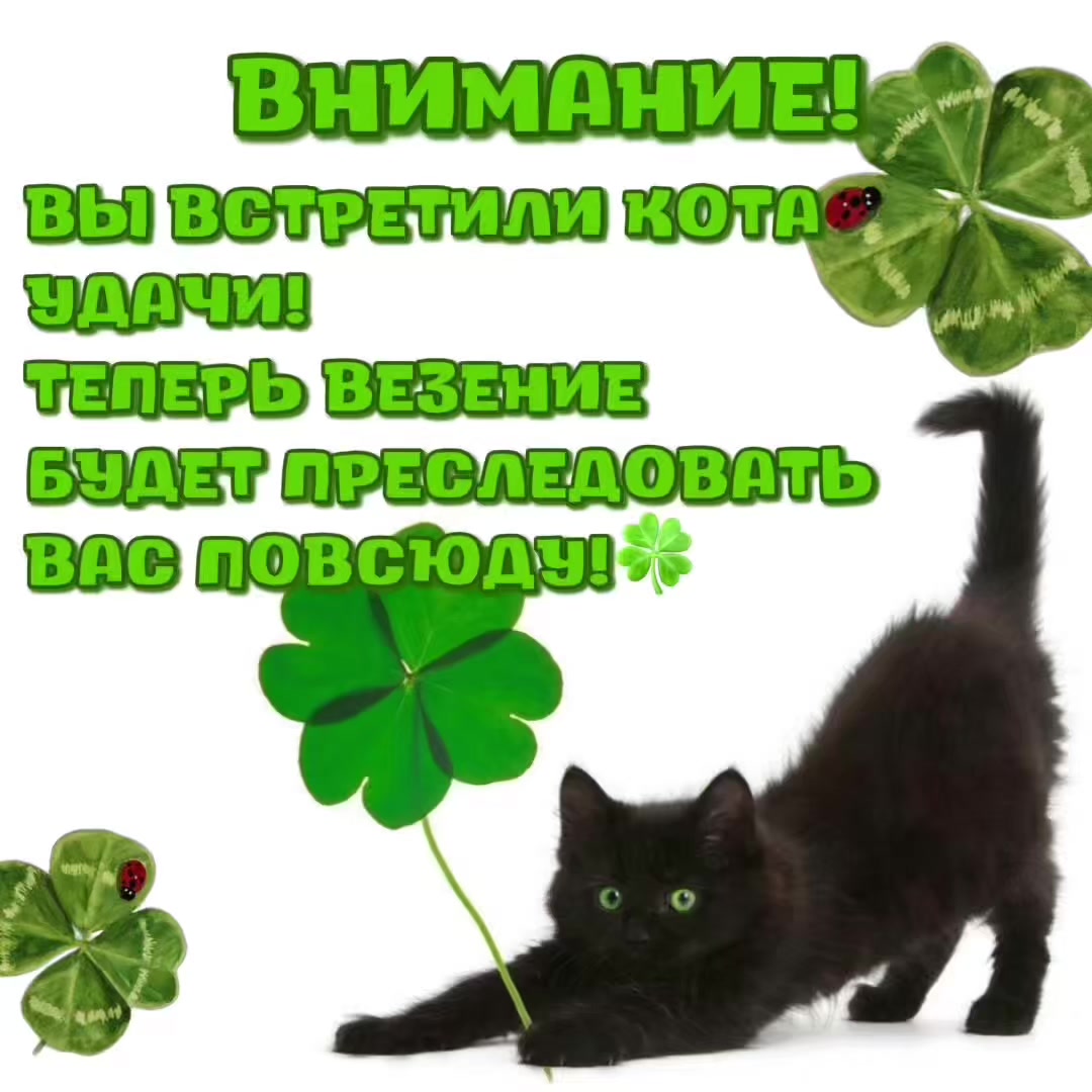 @котики на каждый день