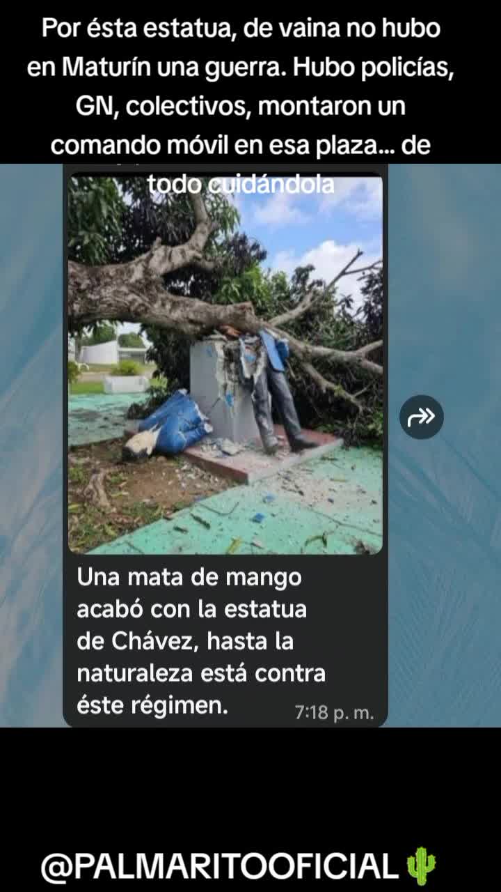 @PALMARITOOFICIAL 🌵