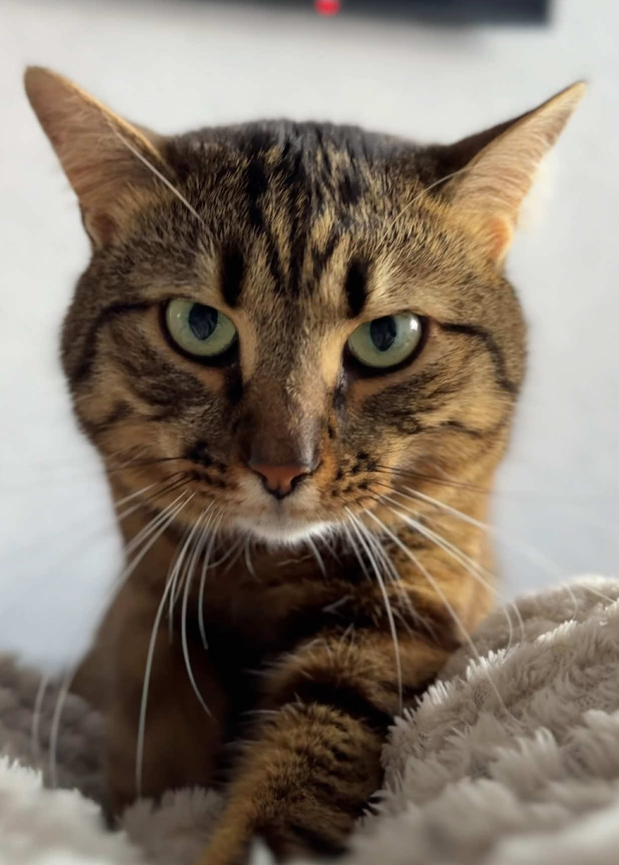 @Спасенные с улицы котики ❤️